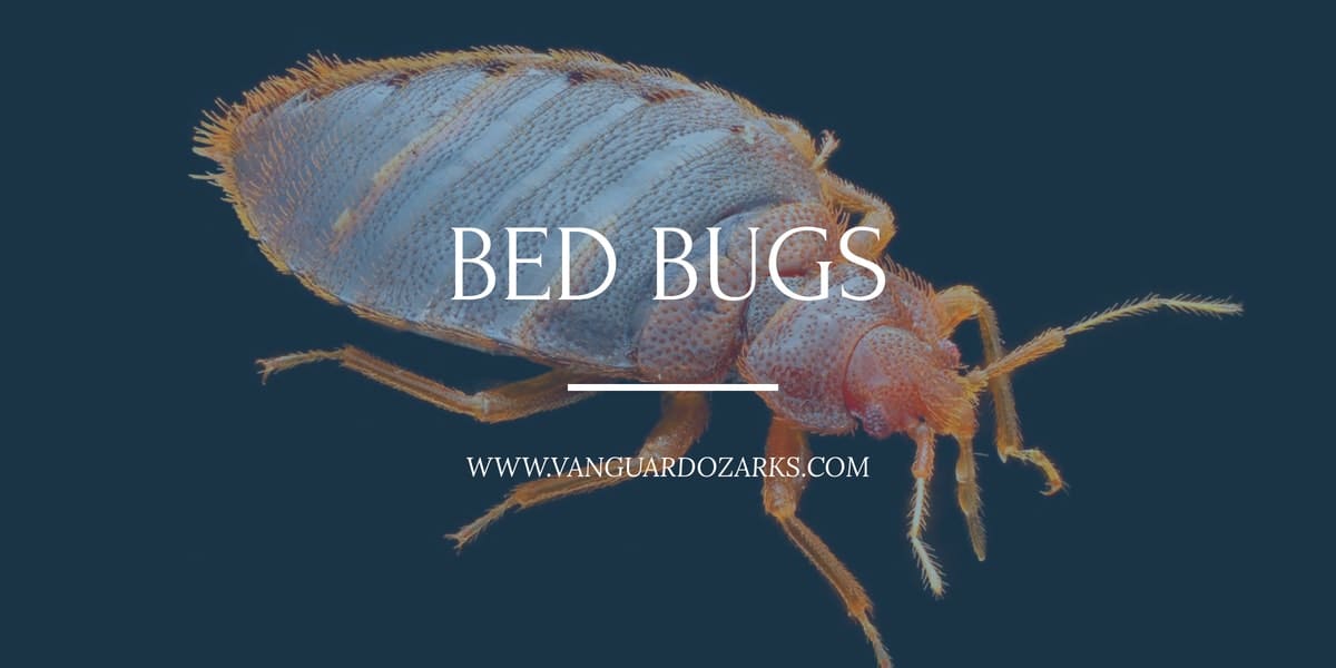 Bed Bugs